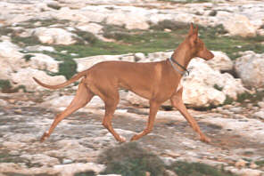 Kelb tal-Fenek, der Nationalhund von Malta